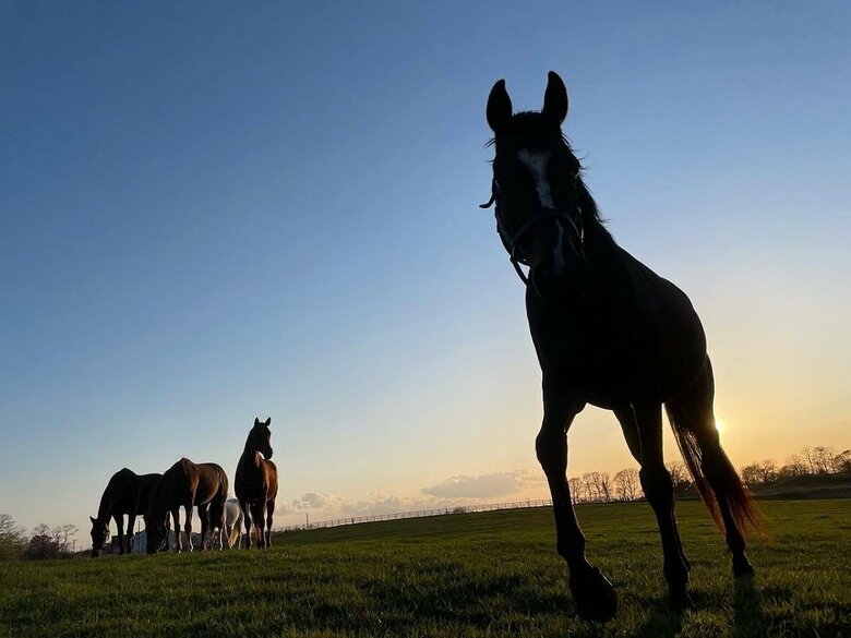 夕日の中の牧場