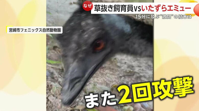 猛攻を続けるエミー（提供：宮崎市フェニックス自然動物園）