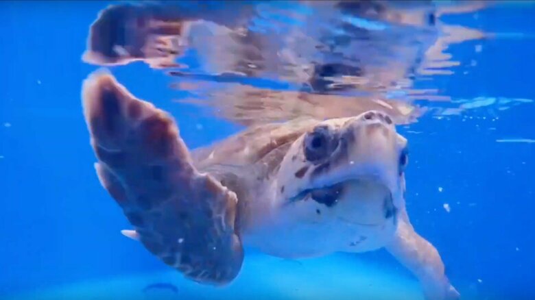 だんごちゃんの普段の様子。まだ子どもだという