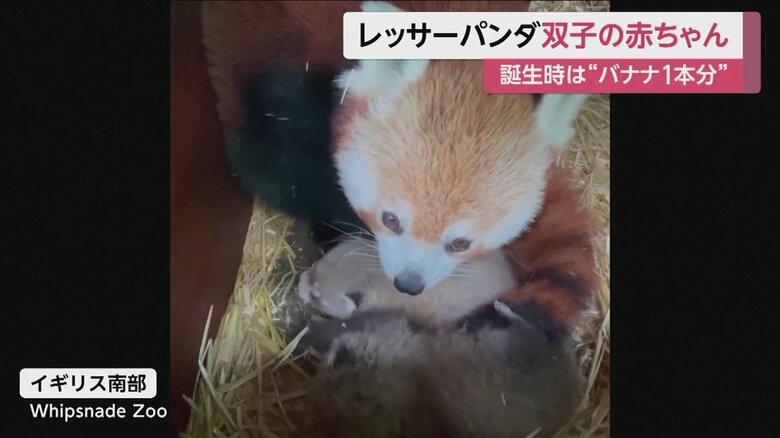 イギリス南部の動物園で生まれたレッサーパンダの双子の赤ちゃん