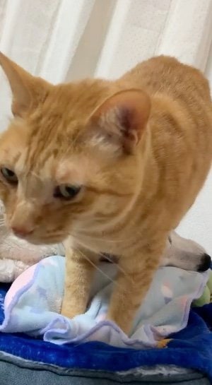 エンくんがシニアになってからのちまきくん（提供：エンとちぃさん）