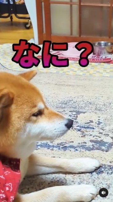 提供：柴犬スティーブch【コーギーと猫を添えて】さん