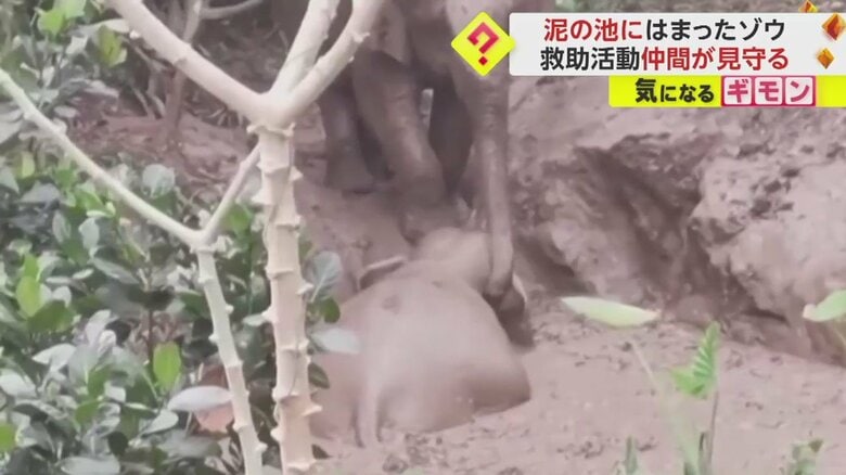 鼻を使って仲間を助けようとするゾウ