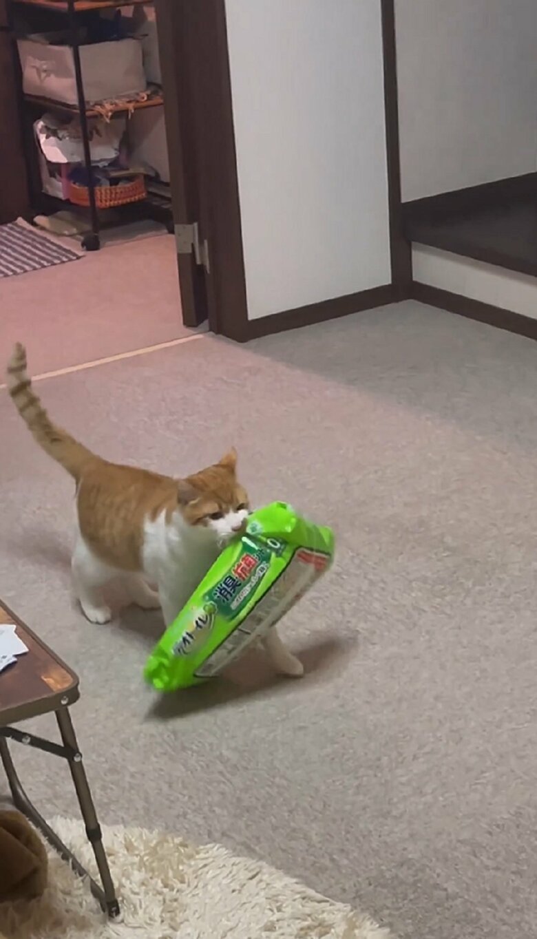 ペットシートも運ぶ