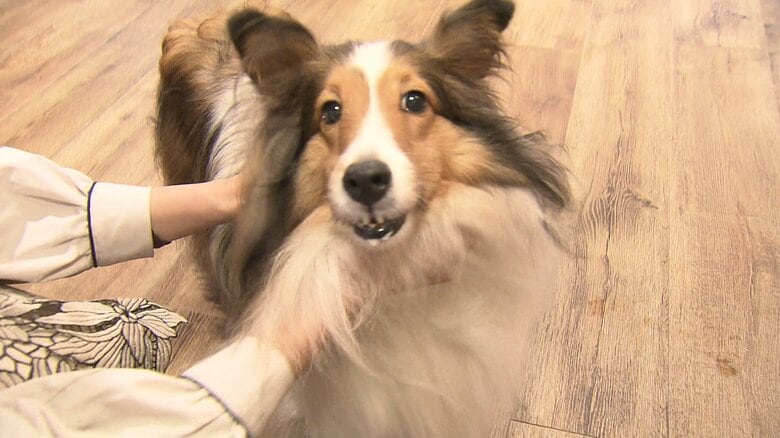 愛くるしいヴィッキー（推定7歳　メス）