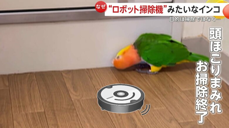 レオちゃんの頭がほこりまみれになり、お掃除は終了したという