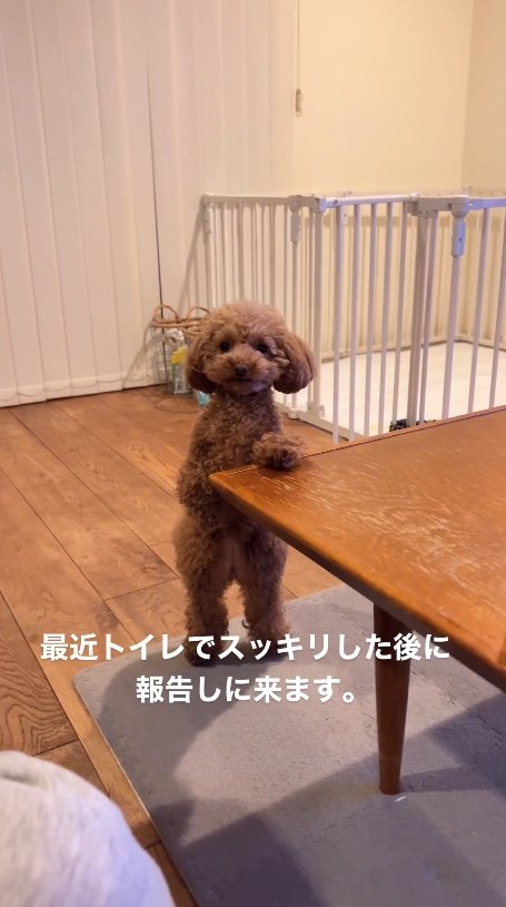 提供：トイプードル ディノセナとジュリさん