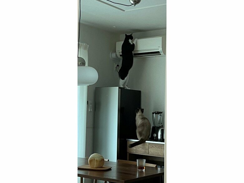 冷凍庫の上にいるはちくんと、下から見守るくうくん