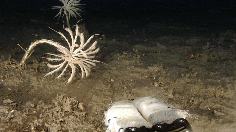 トリノアシ採集の様子（提供：サンシャイン水族館）