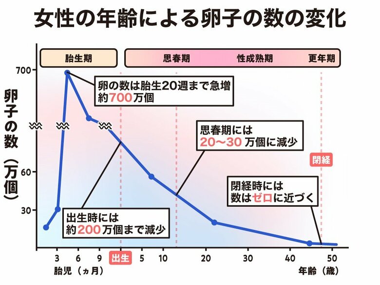 卵子の数は胎児期にピーク、以降減少し続け閉経時にゼロになる
女性の年齢による卵子の数の変化（厚生労働省HPの図を元に編集部で作成）
出典：Baker TG.Acta Endocrinol Suppl (Copenh). 1972;166:18-41