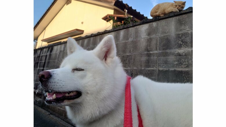 猫の存在に気づかないことも