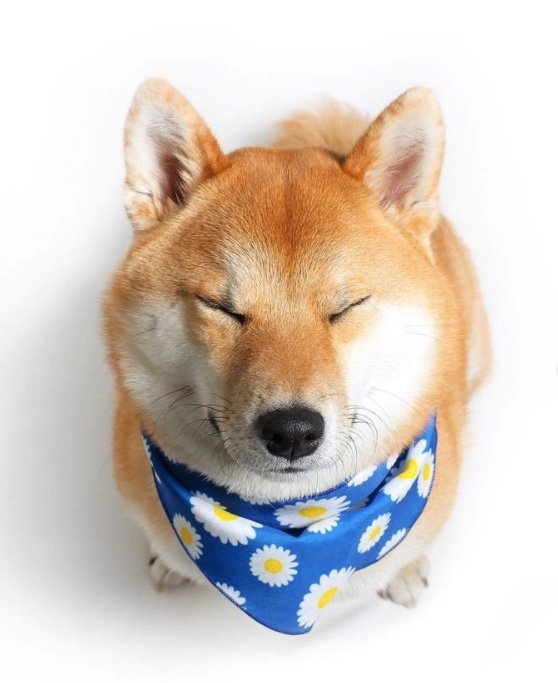 提供：柴犬はらみさん