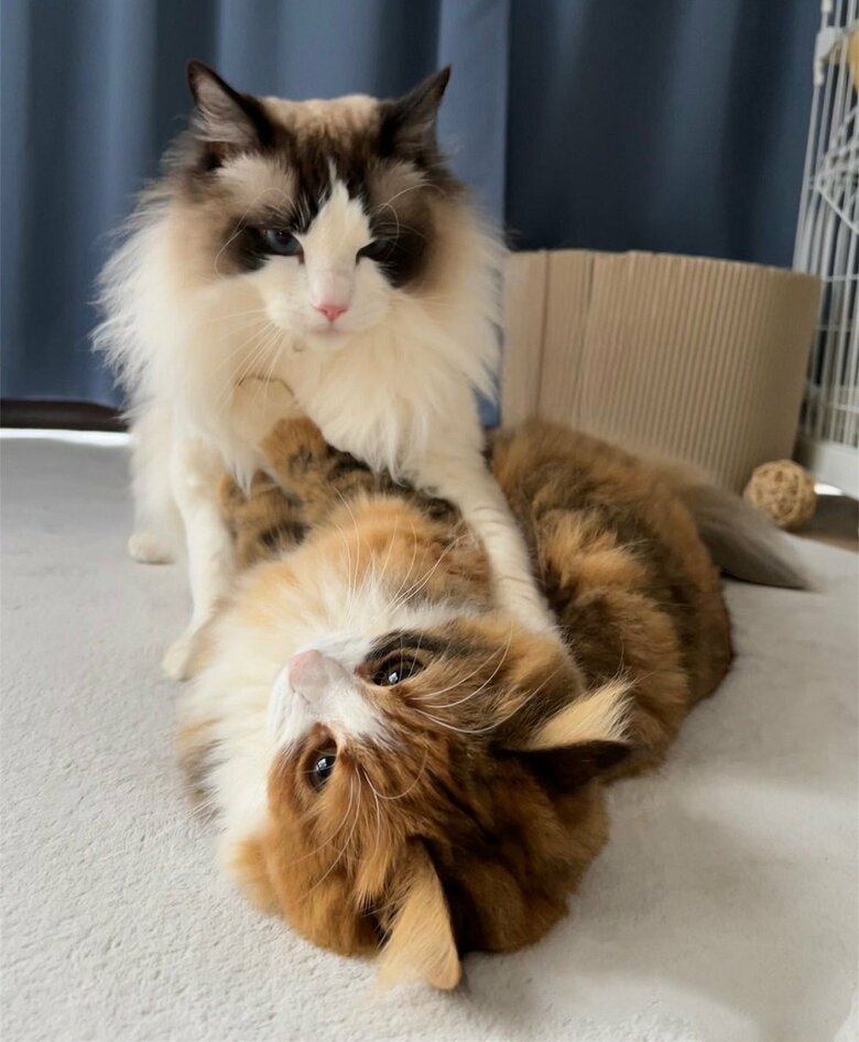 いつもにゃんプロレスをする仲