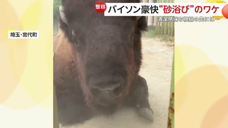 激しく砂ぼこりが舞う砂遊びを楽しんでいるスティンガーくん