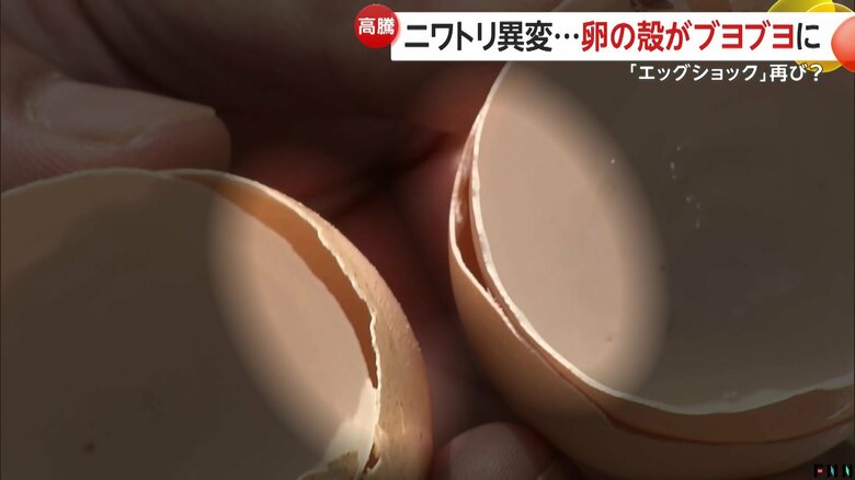 殻の厚さに微妙な違いが