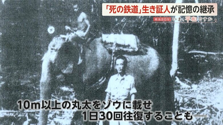 10m以上ある丸太をゾウにのせて、現場を往復していたトンプロムさん