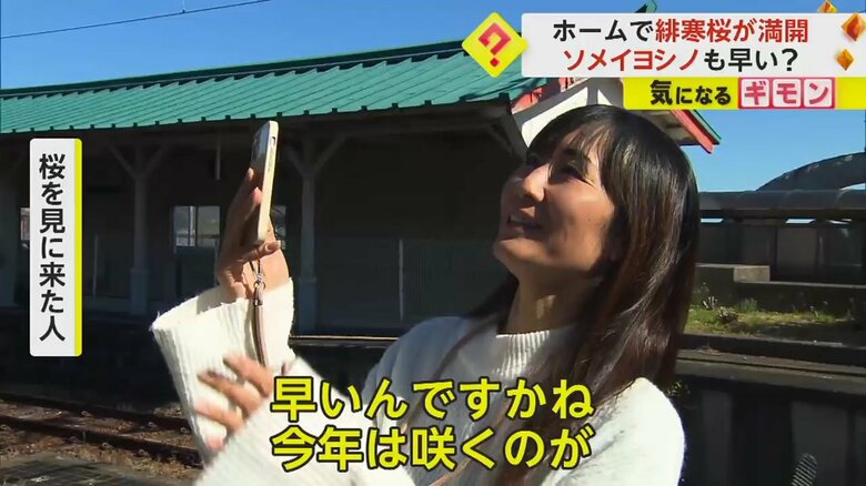 和歌山・JR那智駅に緋寒桜を見に来た人