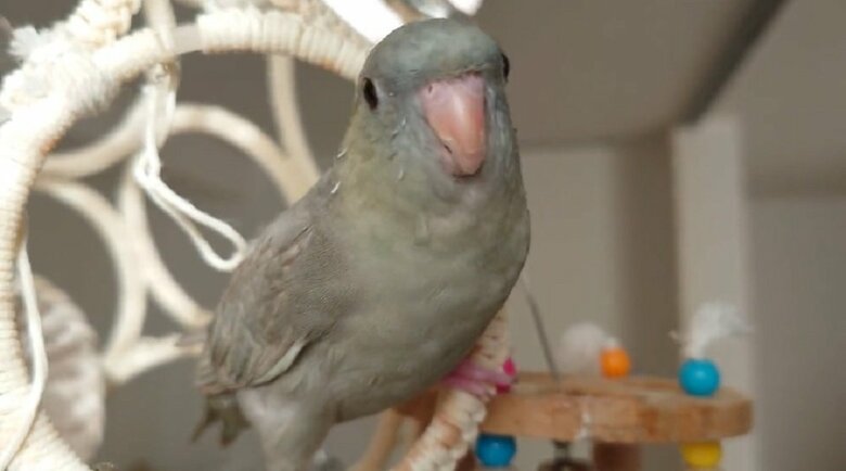 インコちゃん