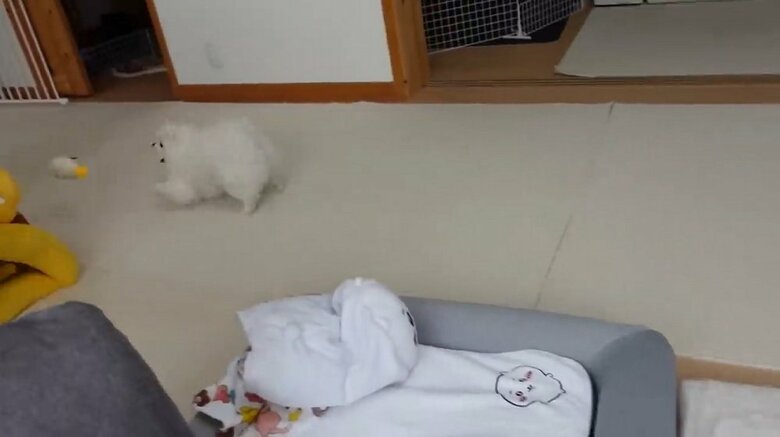 飼い主さんがオモチャを投げると…