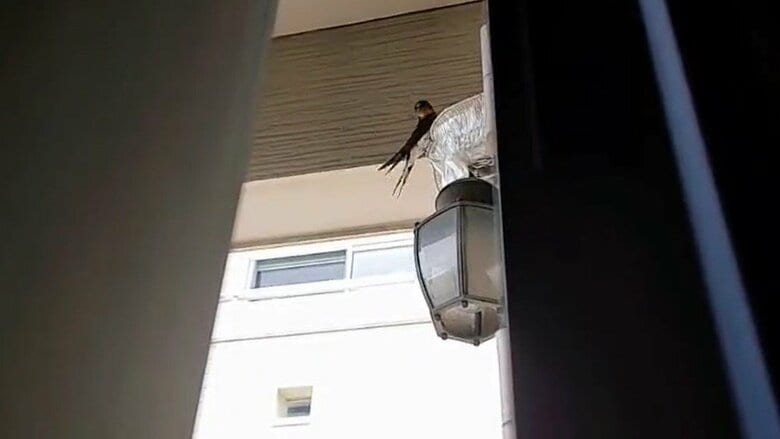 投稿の翌日。玄関をこっそり開けると…巣に親鳥が（提供：ぶちゃ川ファミリーランドさん）