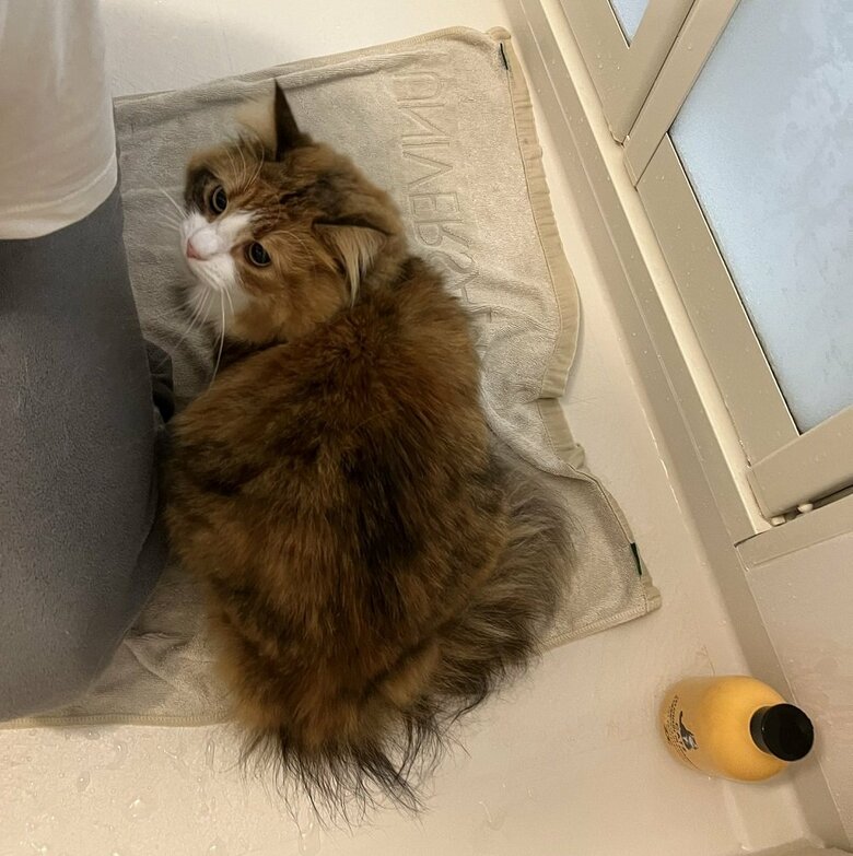 お風呂の床が嫌だと思い、バスタオルを敷いて挑戦するも…