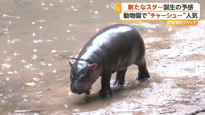 まだ赤ちゃんのため、たまに足を滑らせている様子も見られたムーデーン
