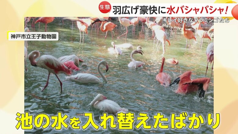 水を入れ替えると一斉に水浴びをするフラミンゴたち（映像提供：神戸市立王子動物）