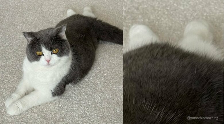 いろいろな形になるという可愛い後ろ脚