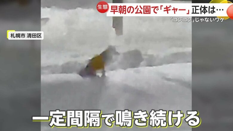 「ギャオーン！」という声を上げ続けるキツネ（視聴者提供）