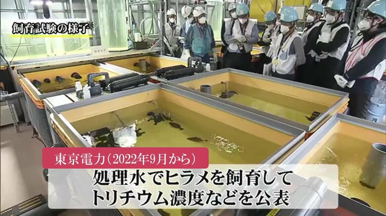 放出した場合に水産物への影響がないことを証明へ