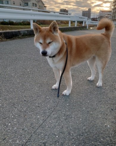 お散歩中に眠くなっちゃったテツくん