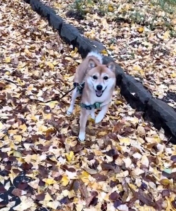 提供：kurararara4466さん