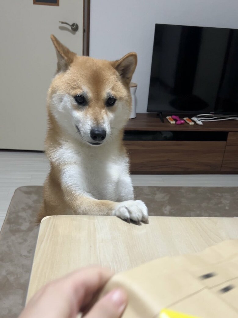 提供：柴犬ふう太さん