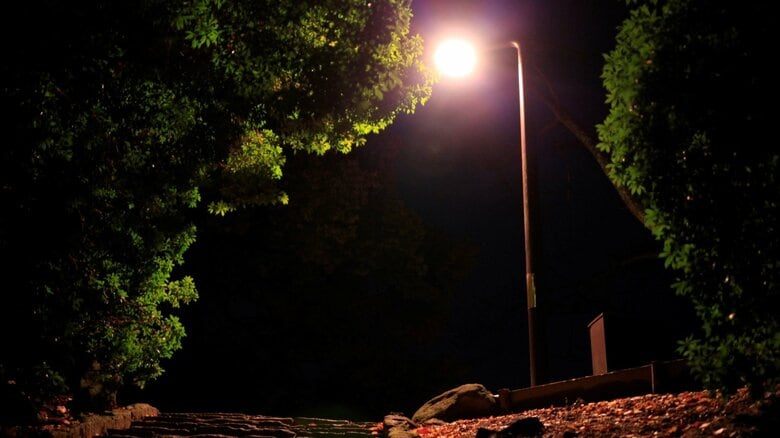 夜は外灯の周りを飛ぶこともあるという（画像はイメージ）