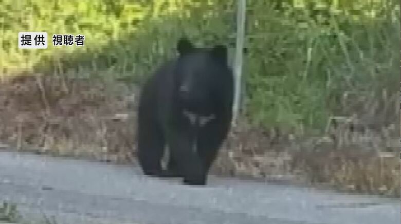 道路を歩くクマ（提供：視聴者）