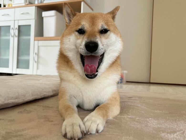 提供：柴犬ふう太さん