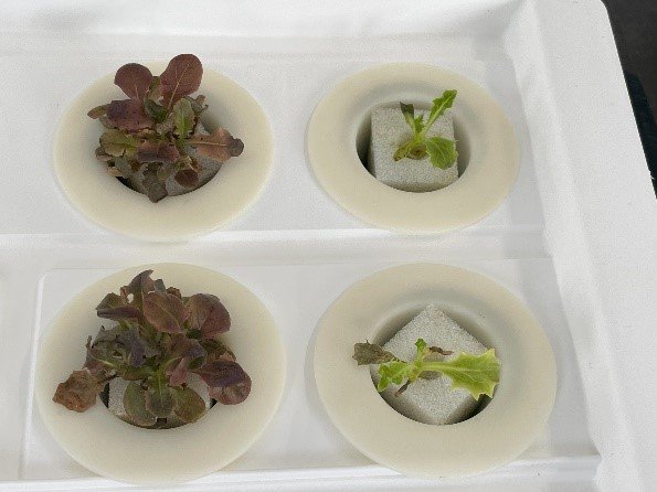 リュウグウの砂を再現した土で栽培した野菜（提供：岡山大学 中村栄三特任教授）