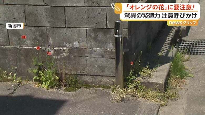 住宅の脇道に咲くオレンジの花