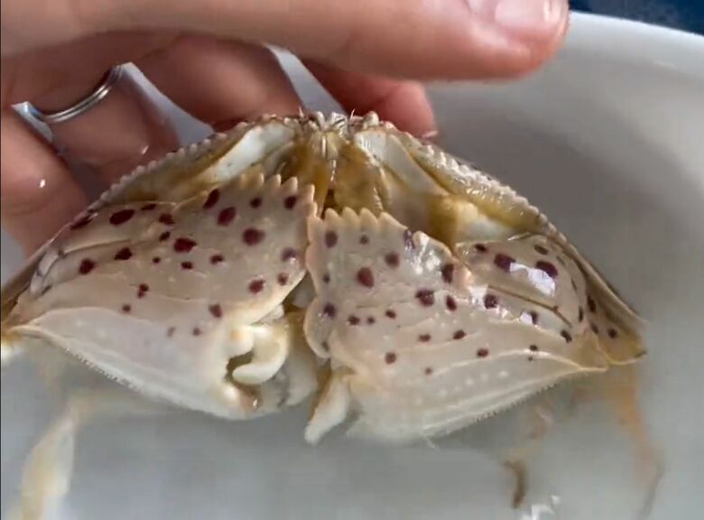 ハサミはこうなっている