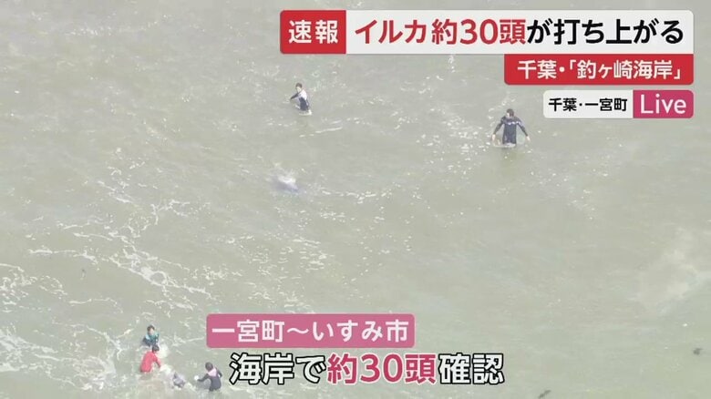 イルカを海に戻そうとするなど、救出活動を行う人たち（午前11時40分頃撮影）
