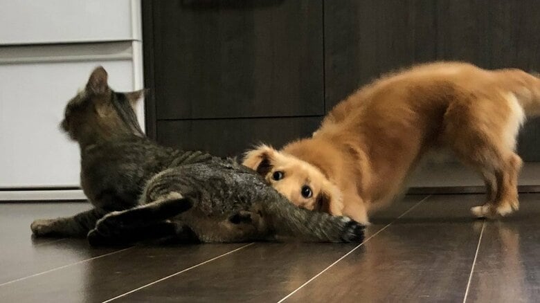 お尻を嗅ごうとするボンくん