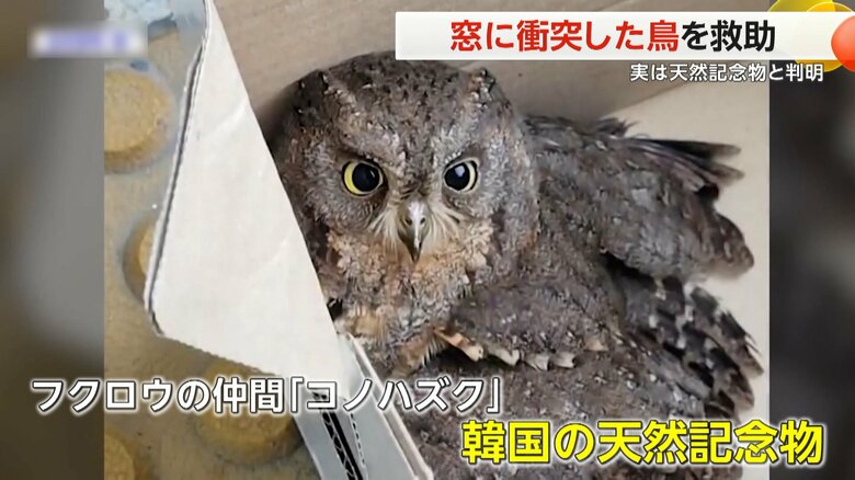 鶏はフクロウの仲間の「コノハズク」という韓国の天然記念物と判明した