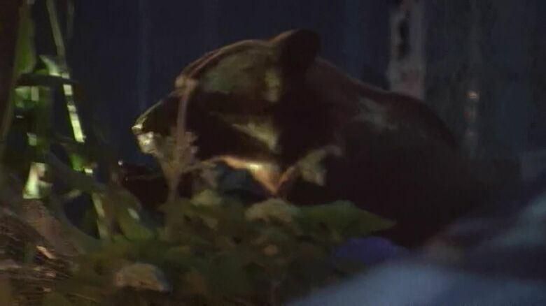 住宅街に出没したクマ（2019年8月・札幌市南区）