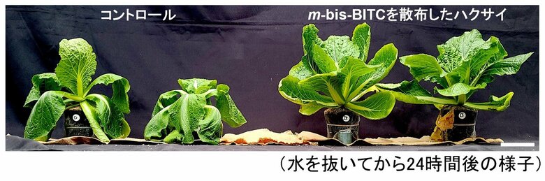 通常のハクサイ（左２つ）、スーパーITCを散布したハクサイの比較（研究グループのリリースより）