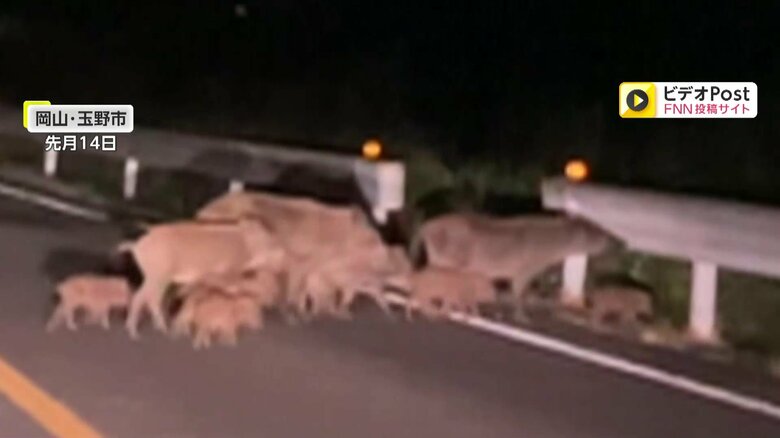 道路を横断するイノシシの大家族（8月14日、岡山・玉野市）