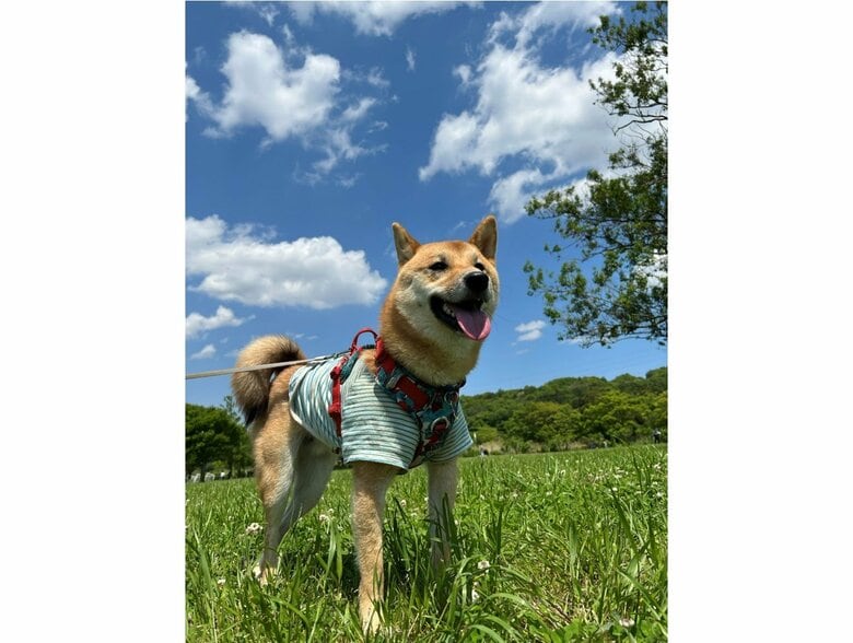 提供：柴犬まるやん日記さん