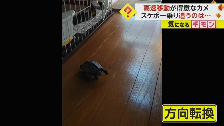 足をバタバタと動かして方向転換する軍曹くん