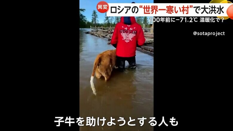 浸水した村で子牛を助けようとしている人