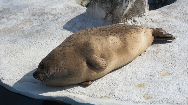 陸で寝転ぶ（提供：名古屋市東山動植物園）
