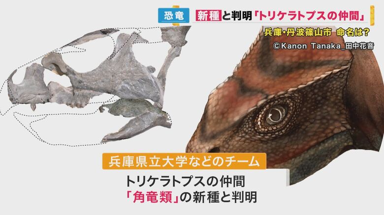 「ササヤマグノームス・サエグサイ」の頭部の化石と復元図　©田中花音